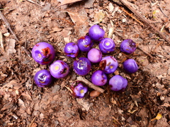 Gmelina fasciculiflora