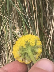 Craspedia aurantia jamesii