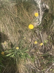 Craspedia aurantia jamesii