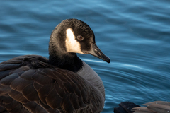 Branta canadensis