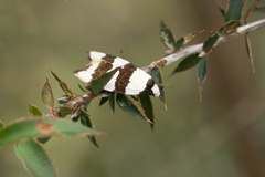 Zonopetala