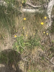 Craspedia aurantia jamesii