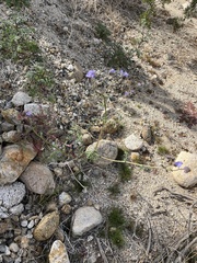 Phacelia distans