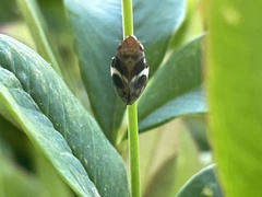 Bathyllus albicinctus