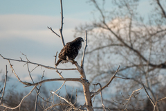 Buteo jamaicensis harlani