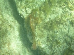 Heteroscarus acroptilus