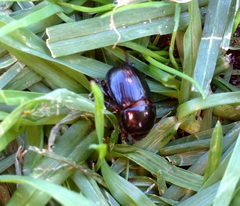 Adoryphorus coulonii