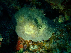 Echinomorpha nishihirai