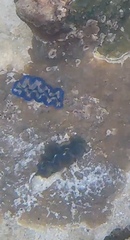 Tridacna crocea