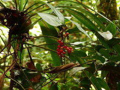 Cordyline cannifolia
