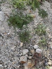 Phacelia distans