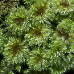 Hypnodendron