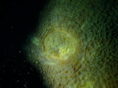 Echinomorpha nishihirai