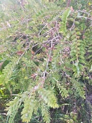 Melaleuca hypericifolia