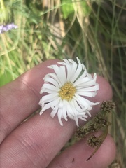 Brachyscome decipiens