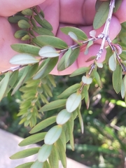 Melaleuca hypericifolia