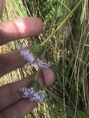 Brachyscome decipiens