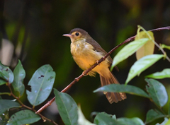 Tricholestes criniger