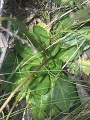 Brachyscome decipiens