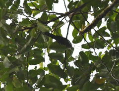 Phaenicophaeus diardi