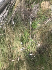 Brachyscome decipiens