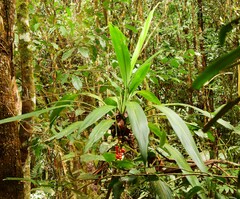 Cordyline cannifolia