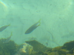 Atypichthys strigatus