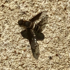 Exoprosopa rostrifera