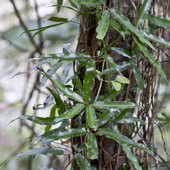 Lygodium articulatum