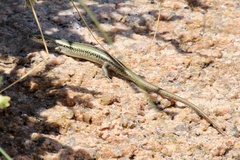 Pseudemoia entrecasteauxii