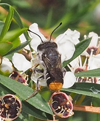 Megachile ferox