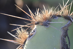 Opuntia oricola