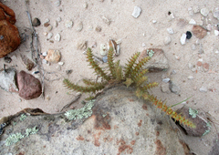 Crassula lanceolata