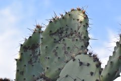 Opuntia oricola