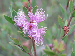 Melaleuca thymifolia