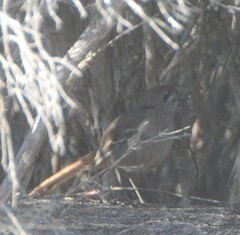 Drymodes brunneopygia