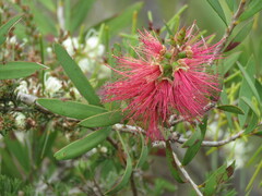 Melaleuca citrina