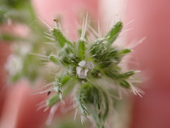 Cryptantha maritima