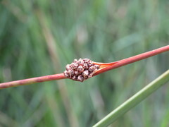 Chorizandra cymbaria