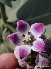 Calotropis procera
