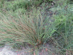 Chorizandra cymbaria