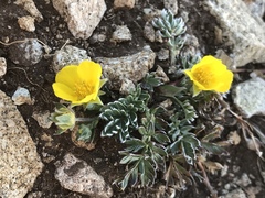 Potentilla ovina
