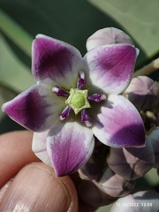 Calotropis procera