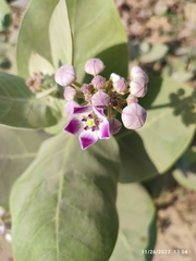 Calotropis procera
