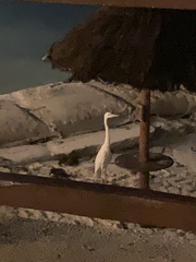 Ardea herodias occidentalis