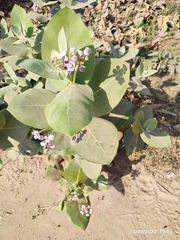 Calotropis procera