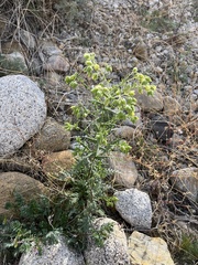 Emmenanthe penduliflora penduliflora
