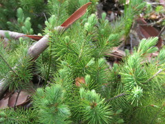 Stenanthera pinifolia