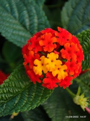 Lantana