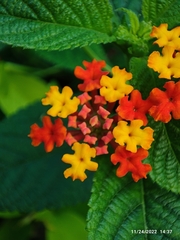 Lantana
